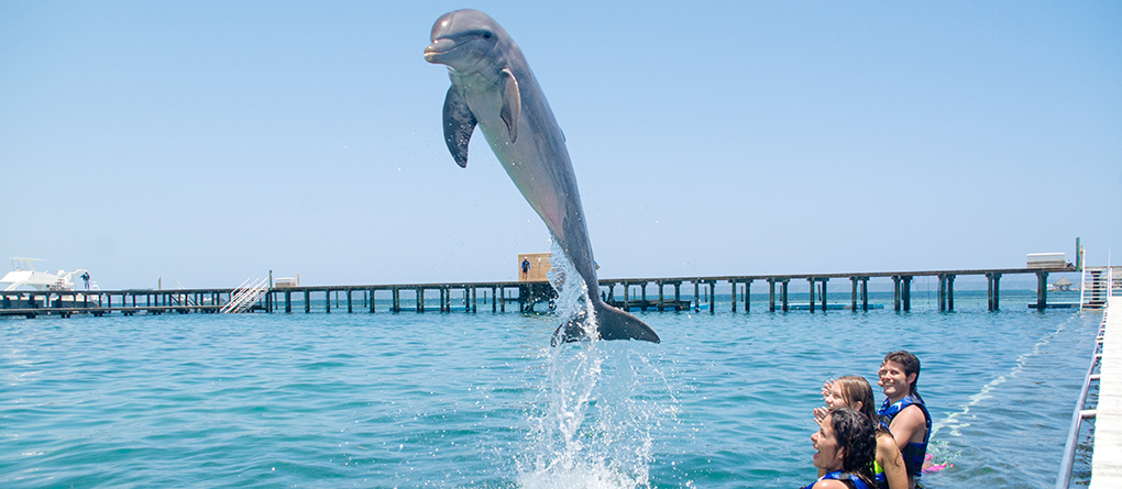 dolphin 1