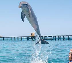 dolphin 1